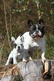 BOULEDOGUE FRANCAIS 241